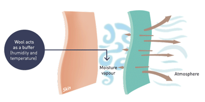 Infographic showing moisture vapor being released from skin into the atmosphere. Wool acts as a buffer (humidity and temperature).